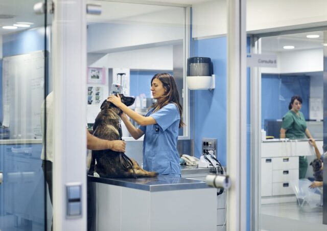 Plan Perro (5 animales)